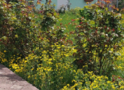 İcarəyə verilir 2 otaqlı 100 m2 bağ evi Quba