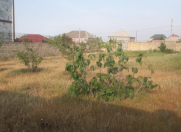 Satılır 10 sot torpaq Hökməli