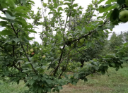 Satılır 6 otaqlı 200 m2 bağ evi Quba