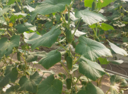 Satılır 2 otaqlı 1400 m2 obyekt Astara