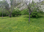 Satılır 10 sot torpaq Qəbələ