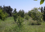 Satılır 5 sot torpaq Ağdaş