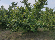 Satılır 50 sot torpaq Xaçmaz