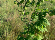 Satılır 5 otaqlı 190 m2 həyət evi Salyan