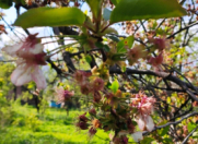 Satılır 10 sot torpaq Qəbələ