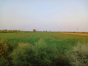 Satılır 8000 sot torpaq Sabirabad