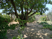 Satılır 6 sot torpaq Saray