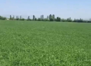 Satılır 716 sot torpaq Göyçay