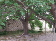 Satılır 3 otaqlı 90 m2 bağ evi Qafqaz Universiteti