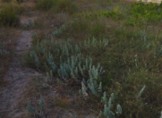 Satılır 12 sot torpaq Novxanı