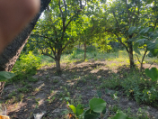 Satılır 12 sot torpaq Xaçmaz