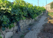 Satılır 25 sot torpaq Türkan