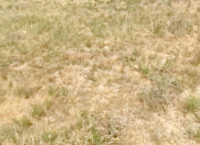 Satılır 6 sot torpaq Novxanı