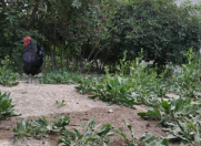 Satılır 16 sot torpaq Əhmədli