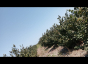 Satılır 2.84 sot torpaq Xaçmaz