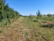 Satılır 50 sot torpaq Quba