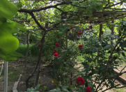 Satılır 10 sot torpaq Sumqayıt