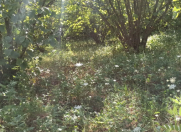 Satılır 10 sot torpaq Xaçmaz