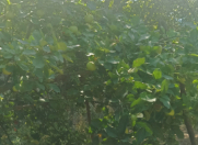 Satılır 3 otaqlı 150 m2 həyət evi İsmayıllı