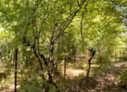 Satılır 10 sot torpaq Quba