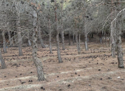 Satılır 10 sot torpaq Nizami r.