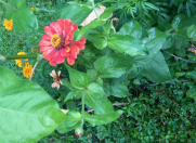 Satılır 3 sot torpaq Qəbələ