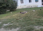 Satılır 4 otaqlı 1 m2 həyət evi Qəbələ