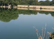 Satılır 300 sot torpaq Xudat