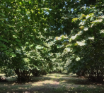 Satılır 136 sot torpaq Qəbələ