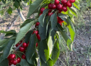 Satılır 90 sot torpaq Quba