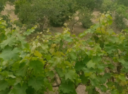 Satılır 6 sot torpaq Saray