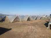 Satılır 500 sot torpaq Lənkəran