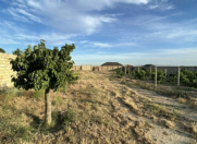 Satılır 15 sot torpaq Novxanı