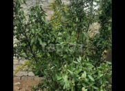 Satılır 3 otaqlı 13 m2 bağ evi Gürgən