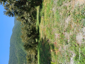 Satılır 30 sot torpaq Zaqatala