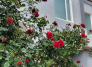 Satılır 5 otaqlı 340 m2 villa Badamdar