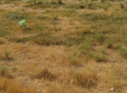 Satılır 10 sot torpaq Şağan