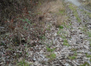 Satılır 10 sot torpaq Xudat