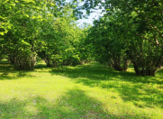 Satılır 63 sot torpaq Qəbələ