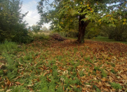 Satılır 20 sot torpaq Qəbələ