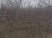 Satılır 800 sot torpaq Şabran