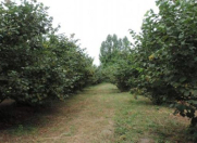 Satılır 45 sot torpaq Qəbələ