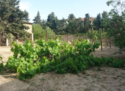 Satılır 11 sot torpaq Bilgəh