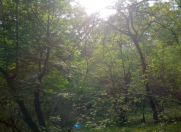 Satılır 46 sot torpaq İsmayıllı