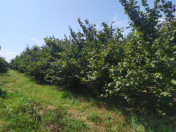 Satılır 83 sot torpaq Xaçmaz