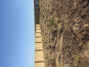 Satılır 5 sot torpaq Türkan