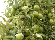 Satılır 1 sot torpaq Quba