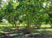 Satılır 200 sot torpaq Qəbələ