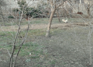 Satılır 7 sot torpaq Mingəçevir