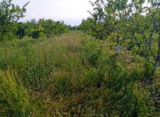 Satılır 80 sot torpaq Xaçmaz